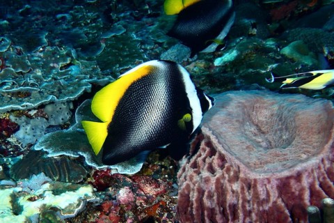 Yellow and black fish, Malayan Horned bannerfish (Heniochus singularius), swimming between corals