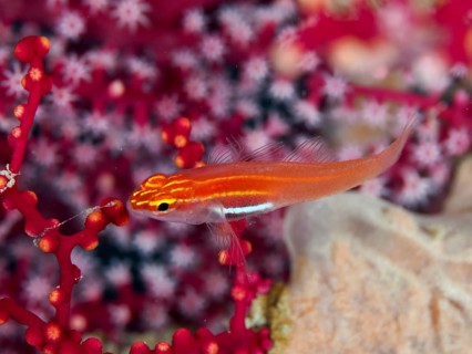 Bright orange coloured fish, black-bellied goby (Eviota atriventris), swimming next to red corals,
