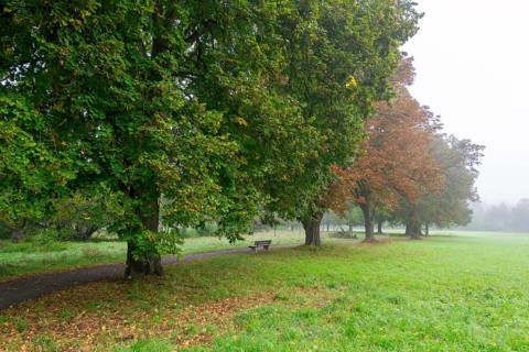Foggy autumn day in a park with green meadow and colourful foliage along a path, lime tree,