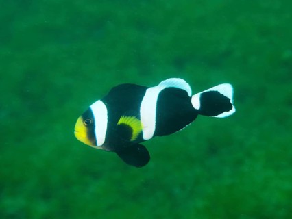 Black and white fish with yellow spot, saddle spot anemonefish (Amphiprion polymnus) swimming in