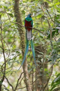 Quetzal (Pharomachrus mocinno), Reserva biologica Bosque Nubosa, Costa Rica, Central America