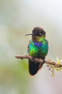 Fire-throated hummingbird (Panterpe insignis), Parque National Los Quetzales, Costa Rica, Central