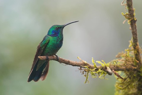 Small violet-eared hummingbird (Colibri thalassinus), Parque National Los Quetzales, Costa Rica,