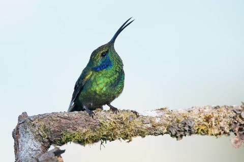 Small violet-eared hummingbird (Colibri thalassinus), Parque National Los Quetzales, Costa Rica,