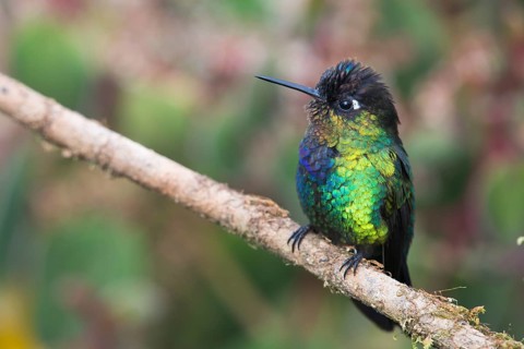 Fire-throated hummingbird (Panterpe insignis), Parque National Los Quetzales, Costa Rica, Central