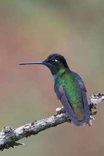 Violet-crowned Brilliant Hummingbird (Eugenes fulgens), Parque National Los Quetzales, Costa Rica,