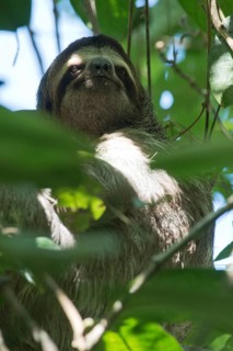 Brown-throated sloth (Bradypus variegatus), Manuel Antonio National Park, Costa Rica, Central