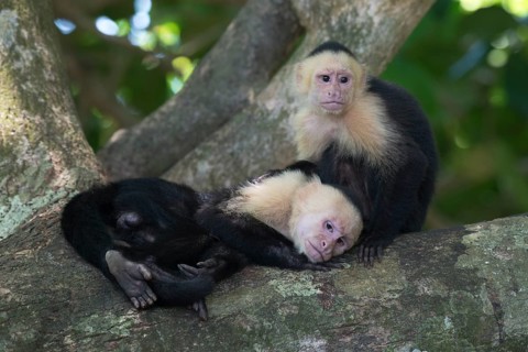 White-shouldered capuchin monkeys (Cebus capucinus), Manuel Antonio National Park, Costa Rica,
