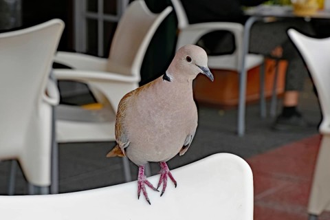 A pigeon sits on the back of a white chair in a café, La Palma, Canary Islands, Spain, Europe