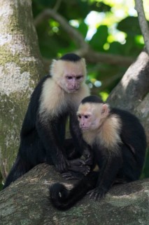 White-shouldered capuchin monkeys (Cebus capucinus), Manuel Antonio National Park, Costa Rica,