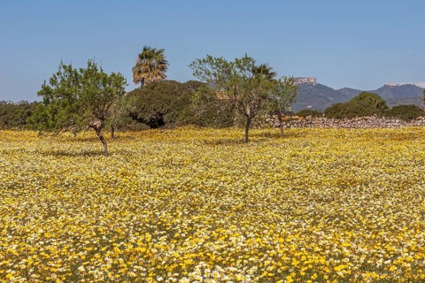 Flower meadow with Glebionis coronaria, Majorca, Balearic Islands, Spain, Europe