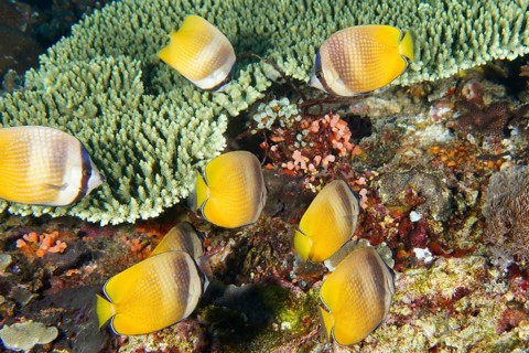 Shoal of yellow butterflyfish, Sunburst Butterflyfish (Chaetodon kleinii), above a coral reef, dive