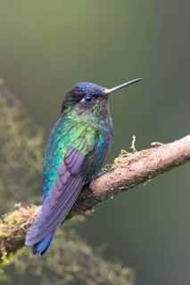 Violet-crowned Brilliant Hummingbird (Eugenes fulgens), Parque National Los Quetzales, Costa Rica,