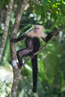 White-shouldered capuchin monkey (Cebus capucinus), Manuel Antonio National Park, Costa Rica,