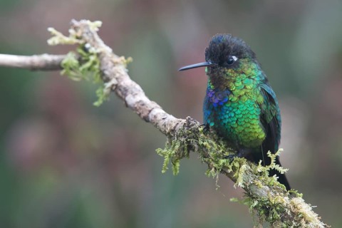 Fire-throated hummingbird (Panterpe insignis), Parque National Los Quetzales, Costa Rica, Central