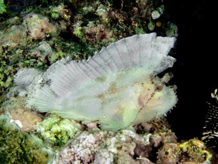 Whitish reef fish with a large dorsal fin, rocking fish (Taenianotus triacanthus), lying