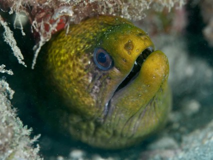 Green moray, marbled moray eel (Gymnothorax undulatus), looking out of a reef hole, dive site Spice