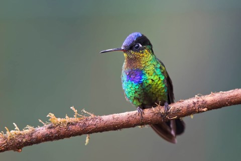 Fire-throated hummingbird (Panterpe insignis), Parque National Los Quetzales, Costa Rica, Central