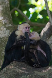 White-shouldered capuchin monkeys (Cebus capucinus), Manuel Antonio National Park, Costa Rica,