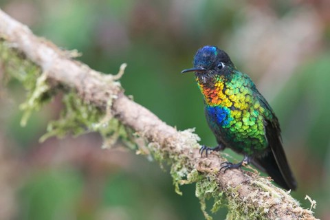 Fire-throated hummingbird (Panterpe insignis), Parque National Los Quetzales, Costa Rica, Central