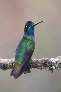 Violet-crowned Brilliant Hummingbird (Eugenes fulgens), Parque National Los Quetzales, Costa Rica,