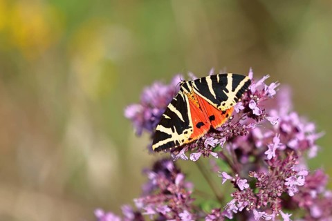 Jersey tiger or Spanish flag (Euplagia quadripunctaria), sucking nectar on Hemp agrimony