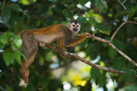 Central American squirrel monkey (Saimiri oerstedii), Manuel Antonio National Park, Costa Rica,