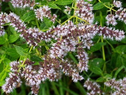 Wild Mint, (Mentha arvensis), flowers covered in dew drops, late summer, Hessen, Germany, Europe