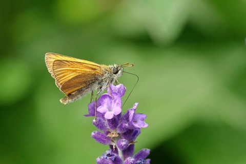 Large skipper (Ochlodes venatus), collecting nectar from a flower of Common lavender (Lavandula