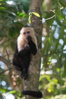 White-shouldered capuchin monkey (Cebus capucinus), Manuel Antonio National Park, Costa Rica,
