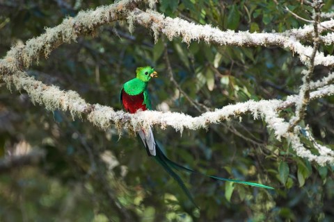 Quetzal (Pharomachrus mocinno), Parque National Los Quetzales, Costa Rica, Central America