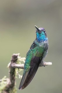 Violet-crowned Brilliant Hummingbird (Eugenes fulgens), Parque National Los Quetzales, Costa Rica,