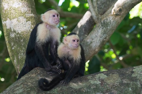 White-shouldered capuchin monkeys (Cebus capucinus), Manuel Antonio National Park, Costa Rica,