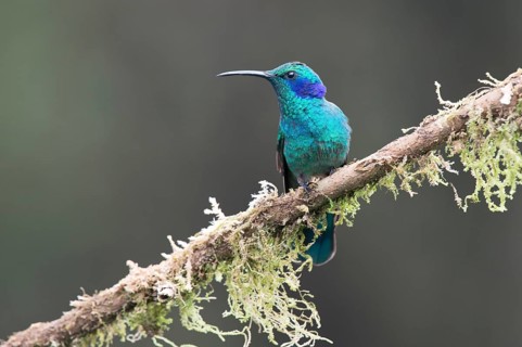 Small violet-eared hummingbird (Colibri thalassinus), Parque National Los Quetzales, Costa Rica,