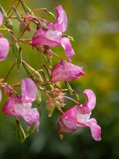 Himalayan Balsam (Impatiens glandulifera), flowers, Hessen, Germany, Europe