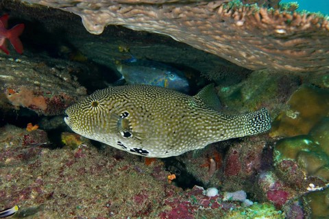 Map pufferfish (Arothron mappa) under a coral formation in a lively coral reef, dive site SD, Nusa