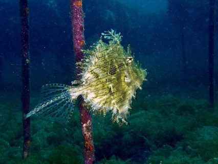 A jewellery filefish (Chaetodermis penicilligerus), filefish, swimming in an abandoned coral