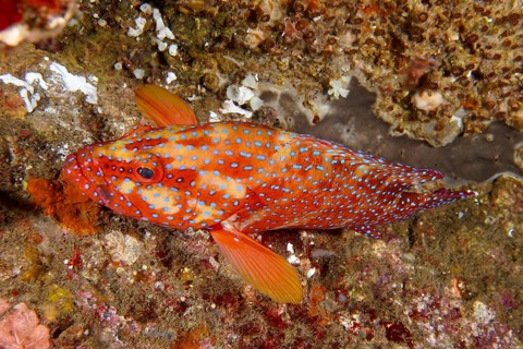 Colourful spotted fish, jewel grouper (Cephalopholis oligosticta), resting on a coral reef, dive