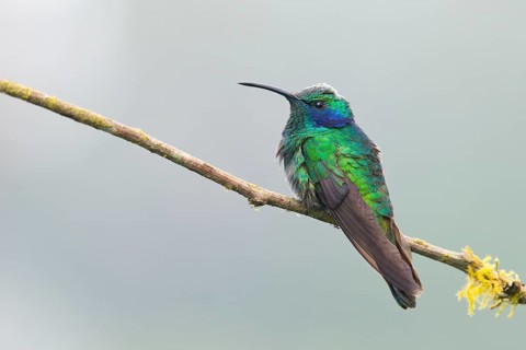 Small violet-eared hummingbird (Colibri thalassinus), Parque National Los Quetzales, Costa Rica,