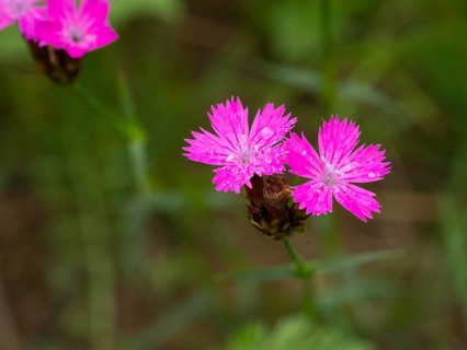 Carthusian Pink wild carnation (Dianthus carthusianorum) flowers, growing on a meadow, Hessen,