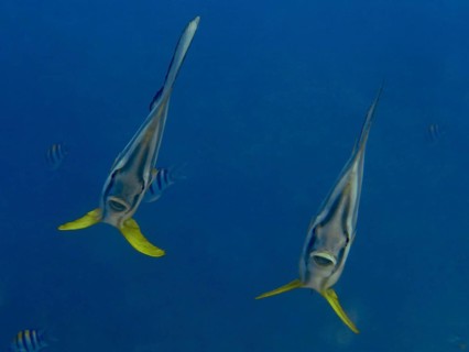 Two batfish with yellow fins, longfin batfish (Platax teira), swimming in the blue depths of the