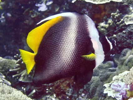 Yellow and white fish with striking pattern, Malayan bannerfish (Heniochus singularius), swimming