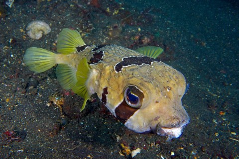 Masked hedgehogfish (Diodon liturosus), hedgehogfish, with yellow fins over a sandy seabed, dive