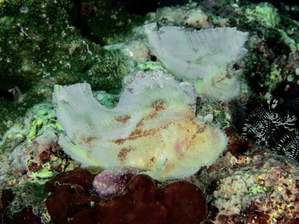 Two similarly camouflaged fishes, rocking fish (Taenianotus triacanthus), resting in corals