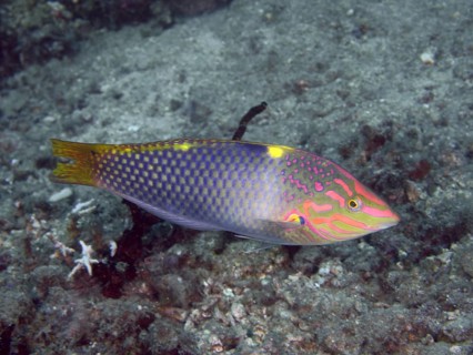 Colourful patterned fish, checkerboard junker (Halichoeres hortulanus), swimming close to the