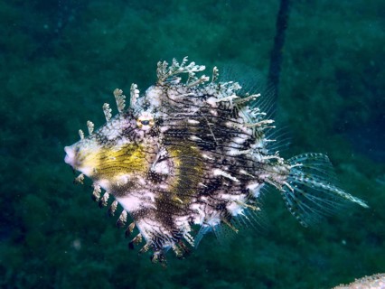 A structured fish, jewellery filefish (Chaetodermis penicilligerus), filefish, floats through a