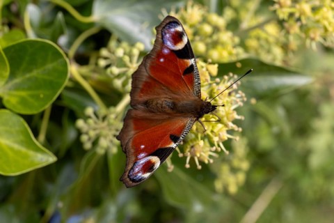 Peacock butterfly (Aglais io) on flower, St Abbs, Scottish Borders, Scotland, Great Britain