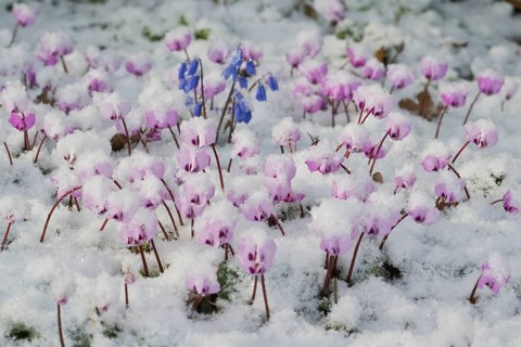 Cyclamen (Cyclamen coum) and Siberian squill (Scilla siberica) in the snow, Emsland, Lower Saxony,