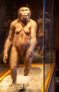 Reconstruction of Lucy a hominid who lived 3.2 million years, Australopithecus Afarensis, National