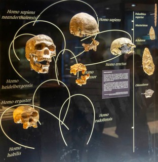 Skull development of homiids and Homo species, National Museum of Anthropology, Mexico City,